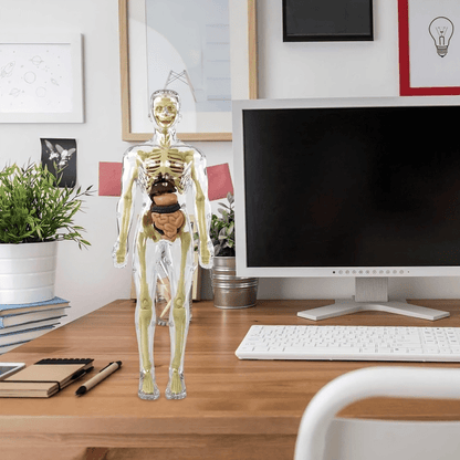 Clear Human Body Structure Model - 50% OFF