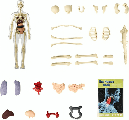 Clear Human Body Structure Model - 50% OFF